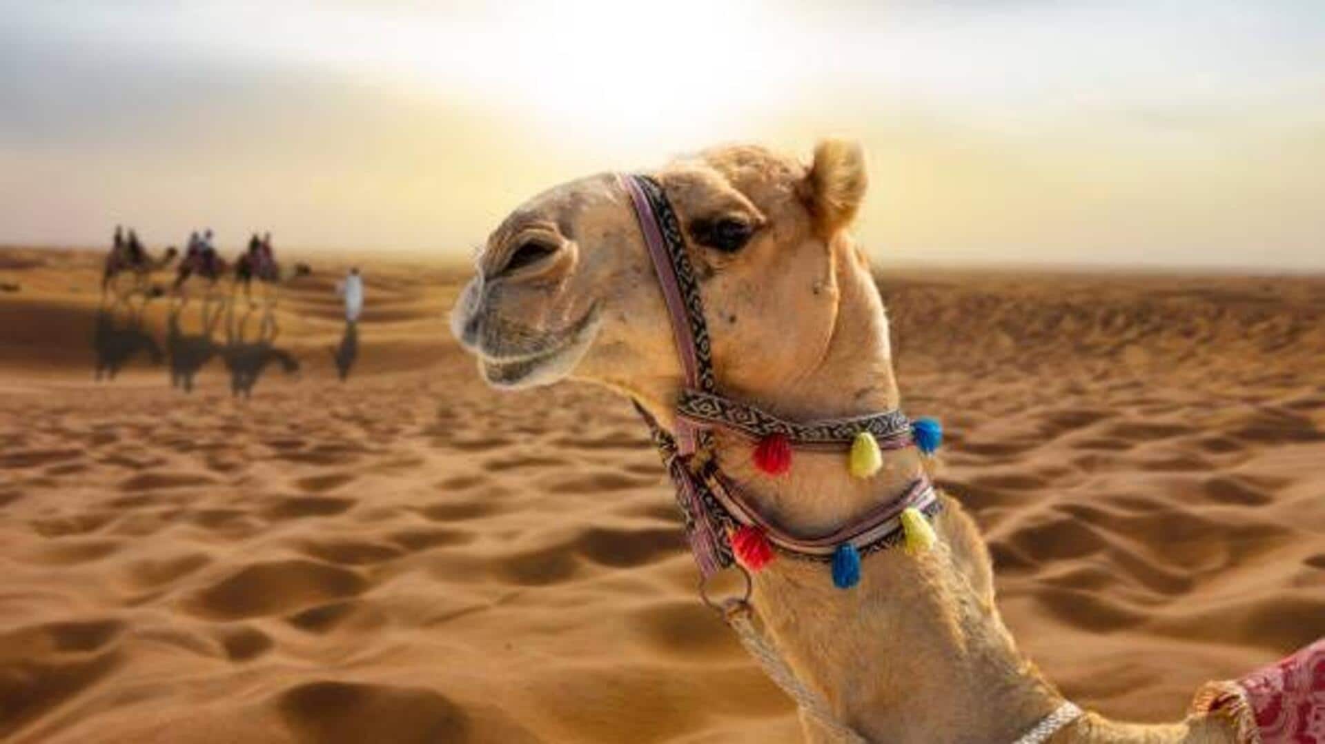 White Desert camel ride in Egypt: A must-try adventure 