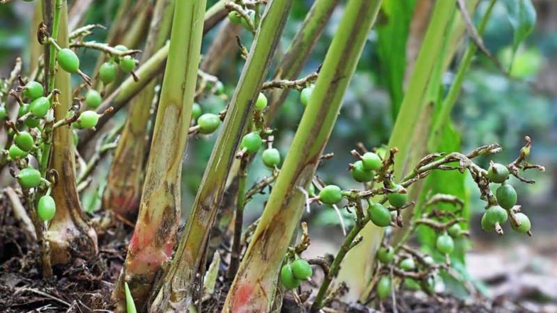How to grow cardamom at home How to grow cardamom at home