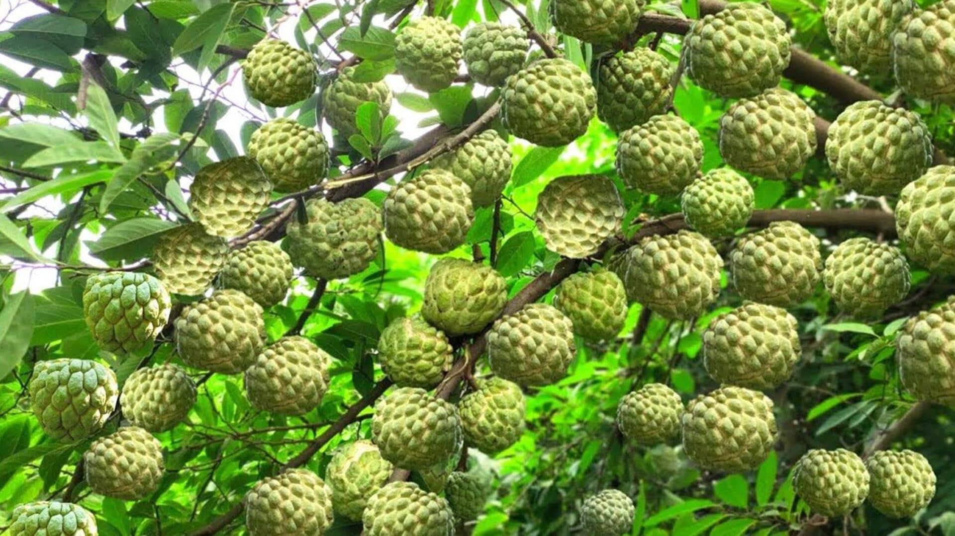 Custard apple v/s sapota: Which has more potassium?