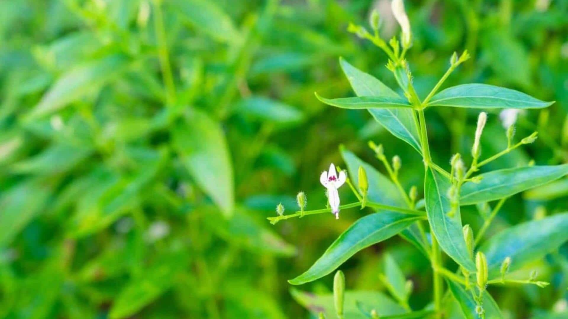 Andrographis: The superfood you probably didn't know about