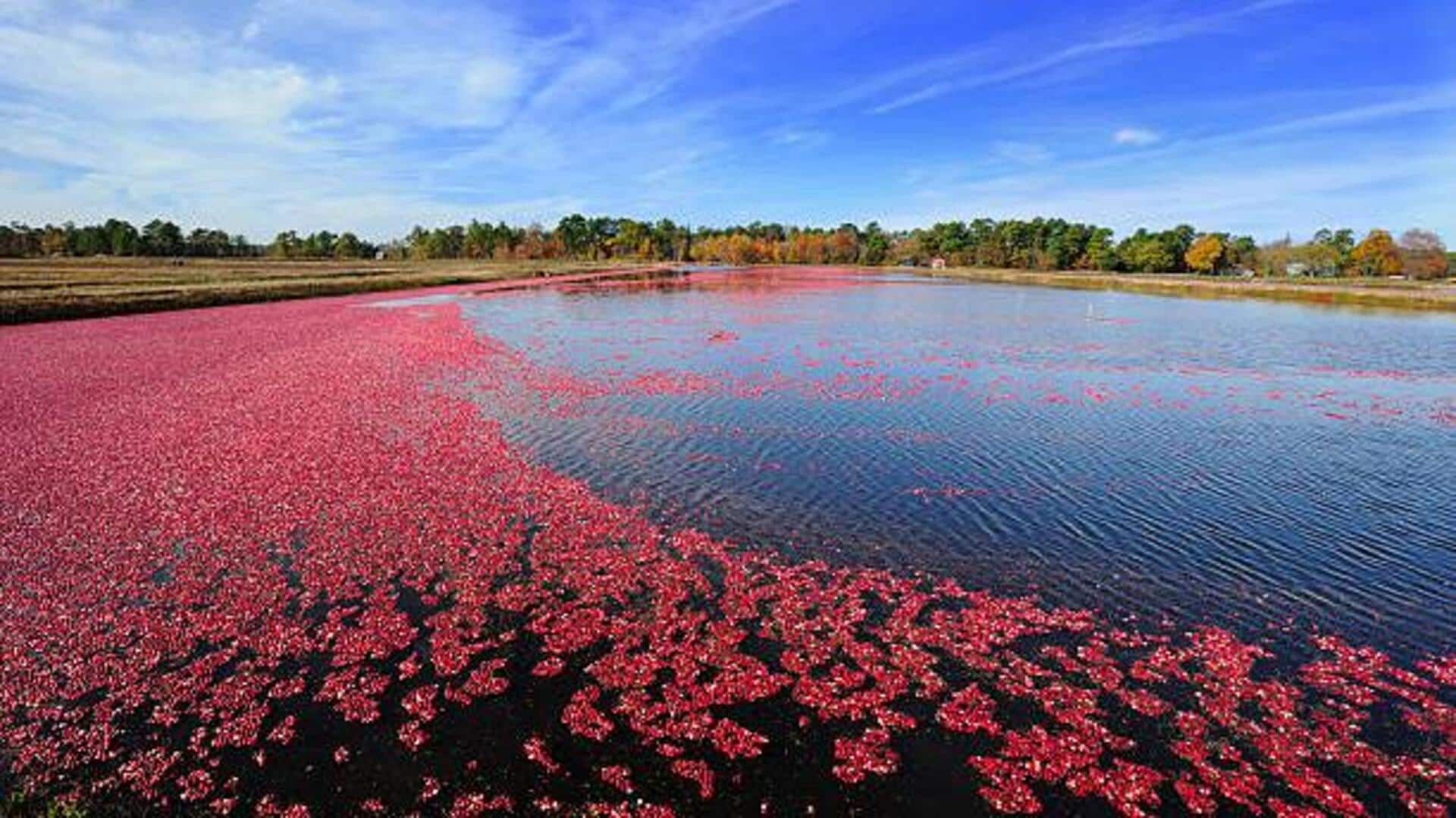 Exploring floating bogs: Nature's unsung landscapes