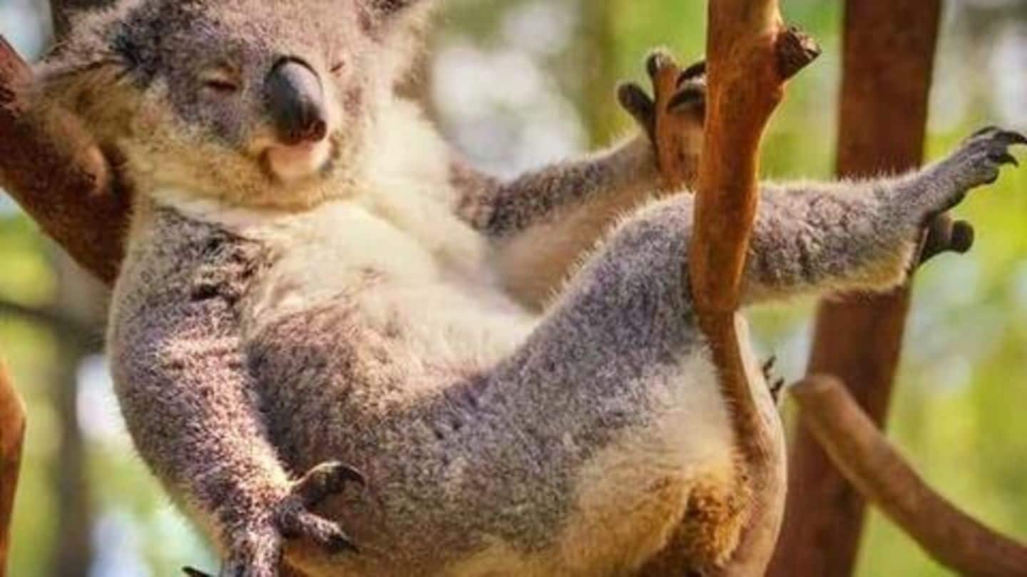 Five Interesting Facts About Koalas You Should Know Yeuque