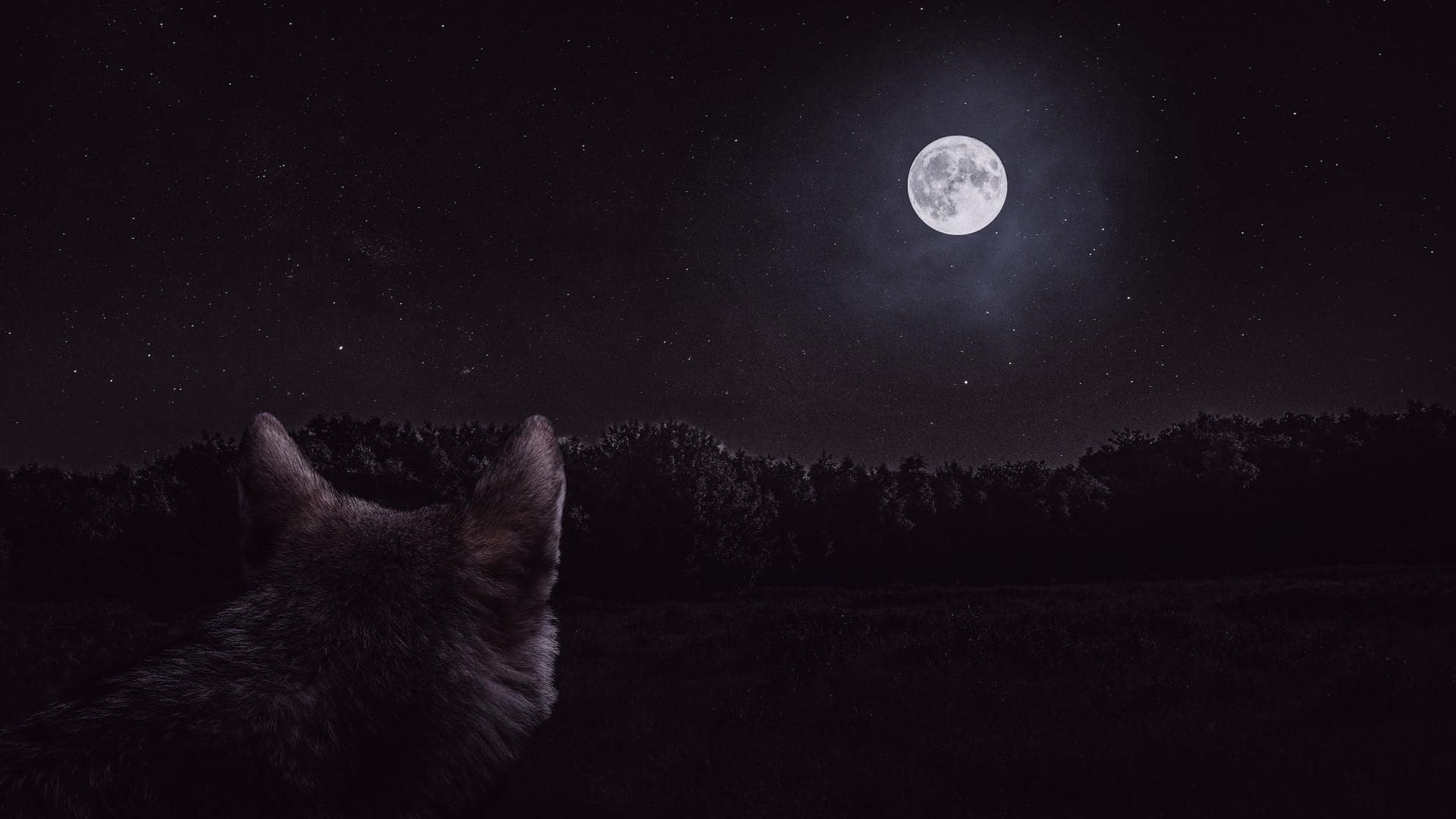 Wolf Moon: When to see 2026's first supermoon
