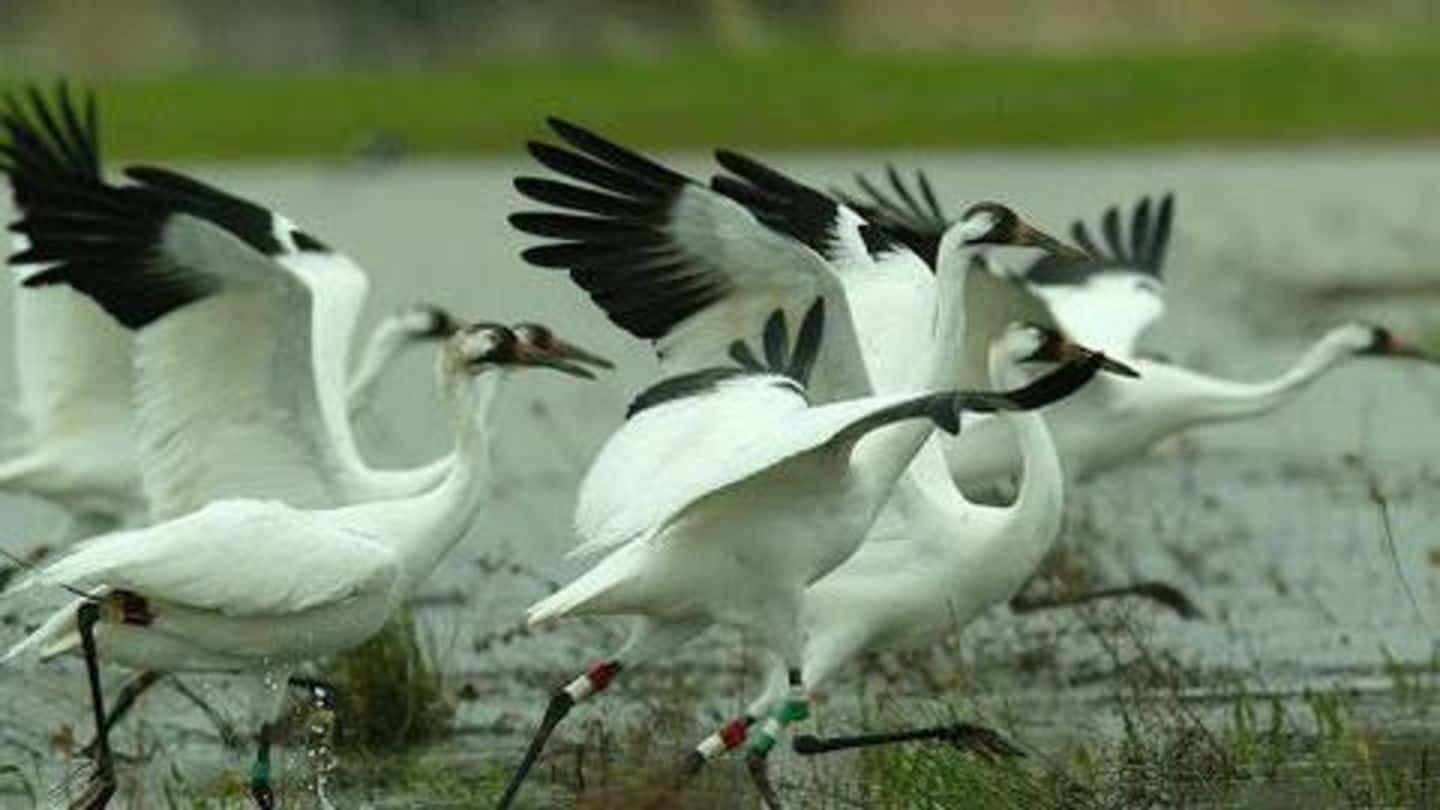 Bharatpur Bird Sanctuary Bharatpur Bird Sanctuary