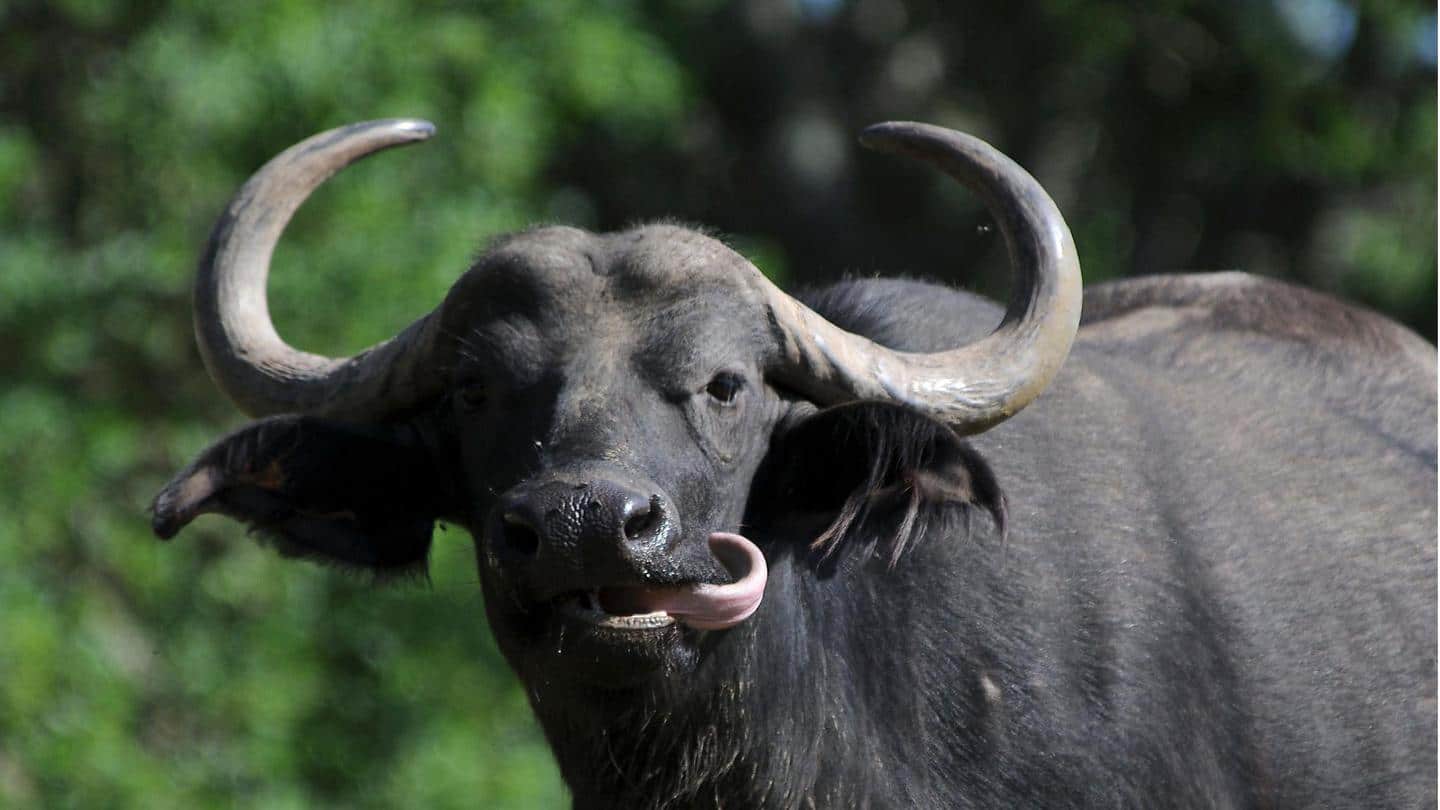 UP: DNA test on 'stolen' buffalo to settle ownership battle