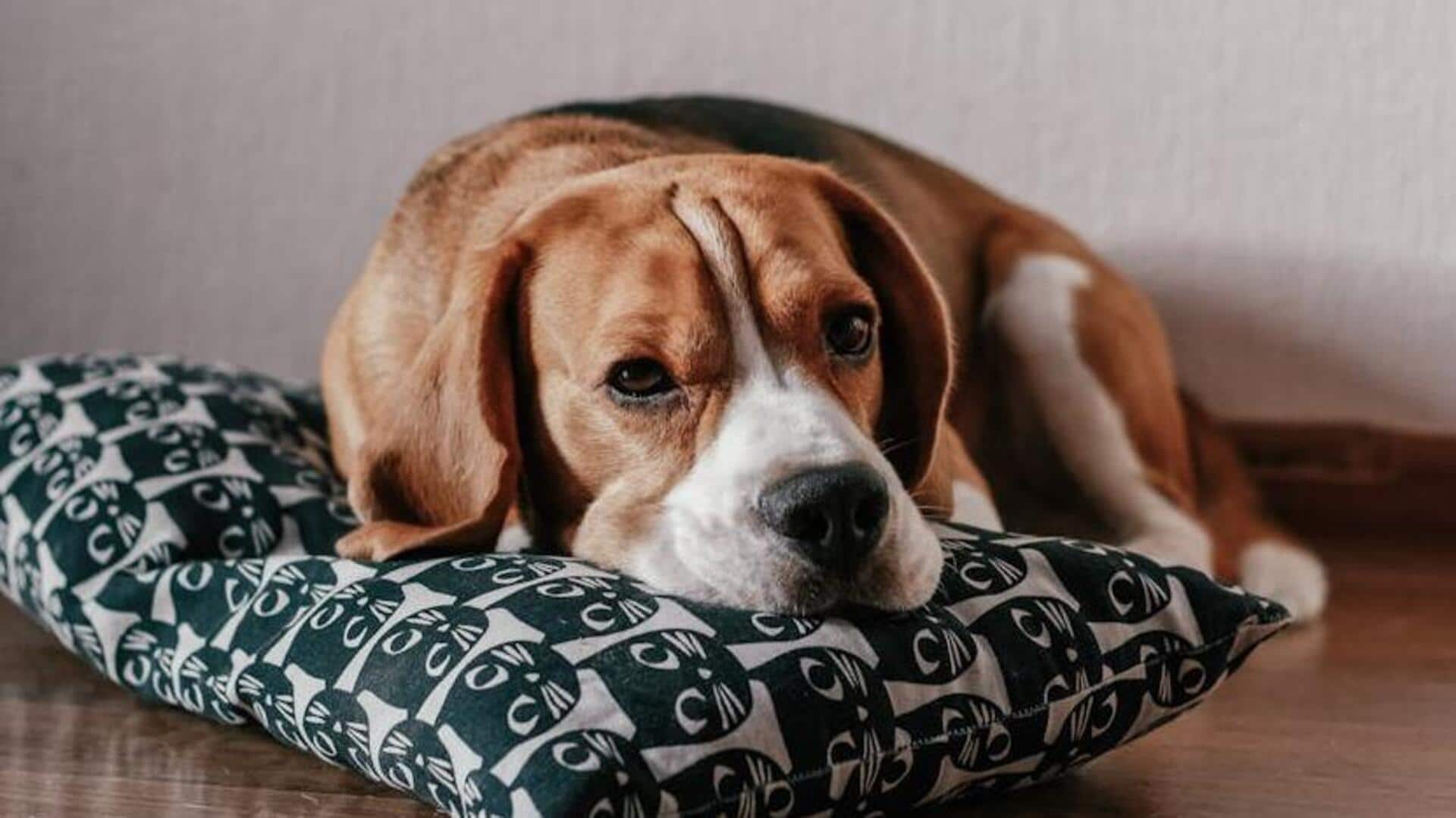 Keep your Beagle fit with this exercise routine