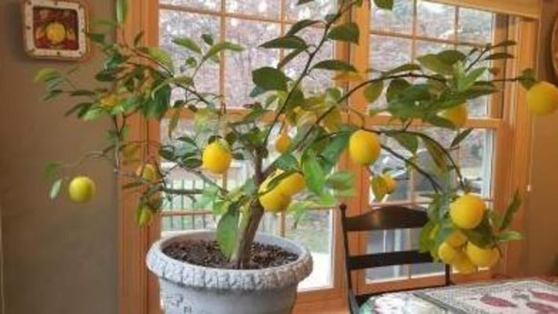 Growing dwarf lemon trees indoors