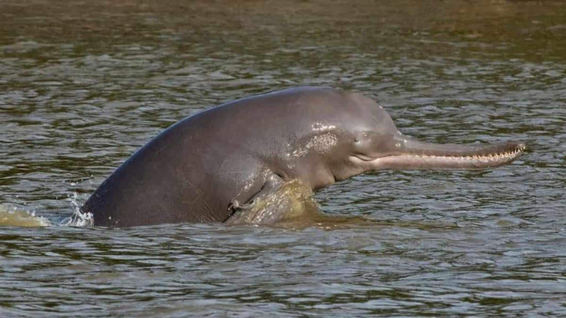 Modi government's survey finds over 6,300 river dolphins in India