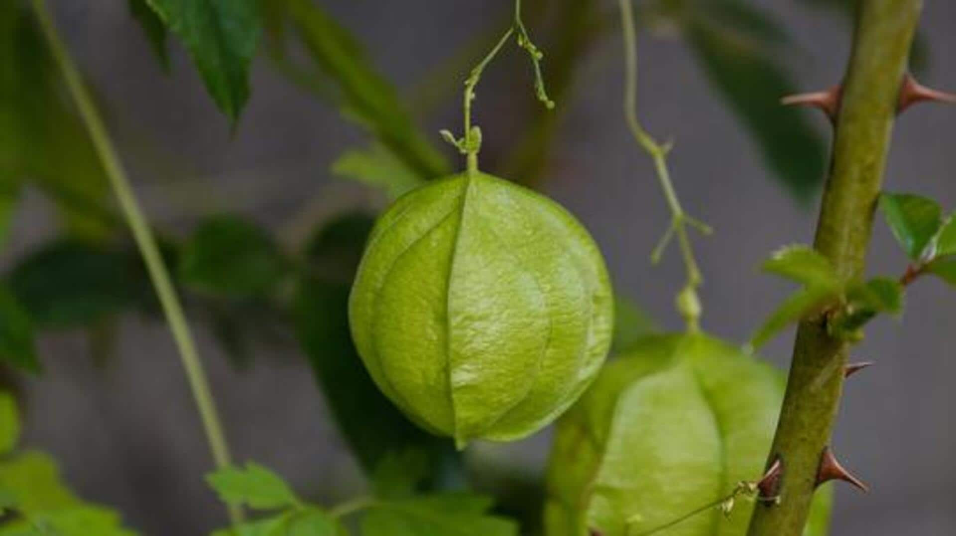 Balloon vine extract: Africa's skin soothing specialist