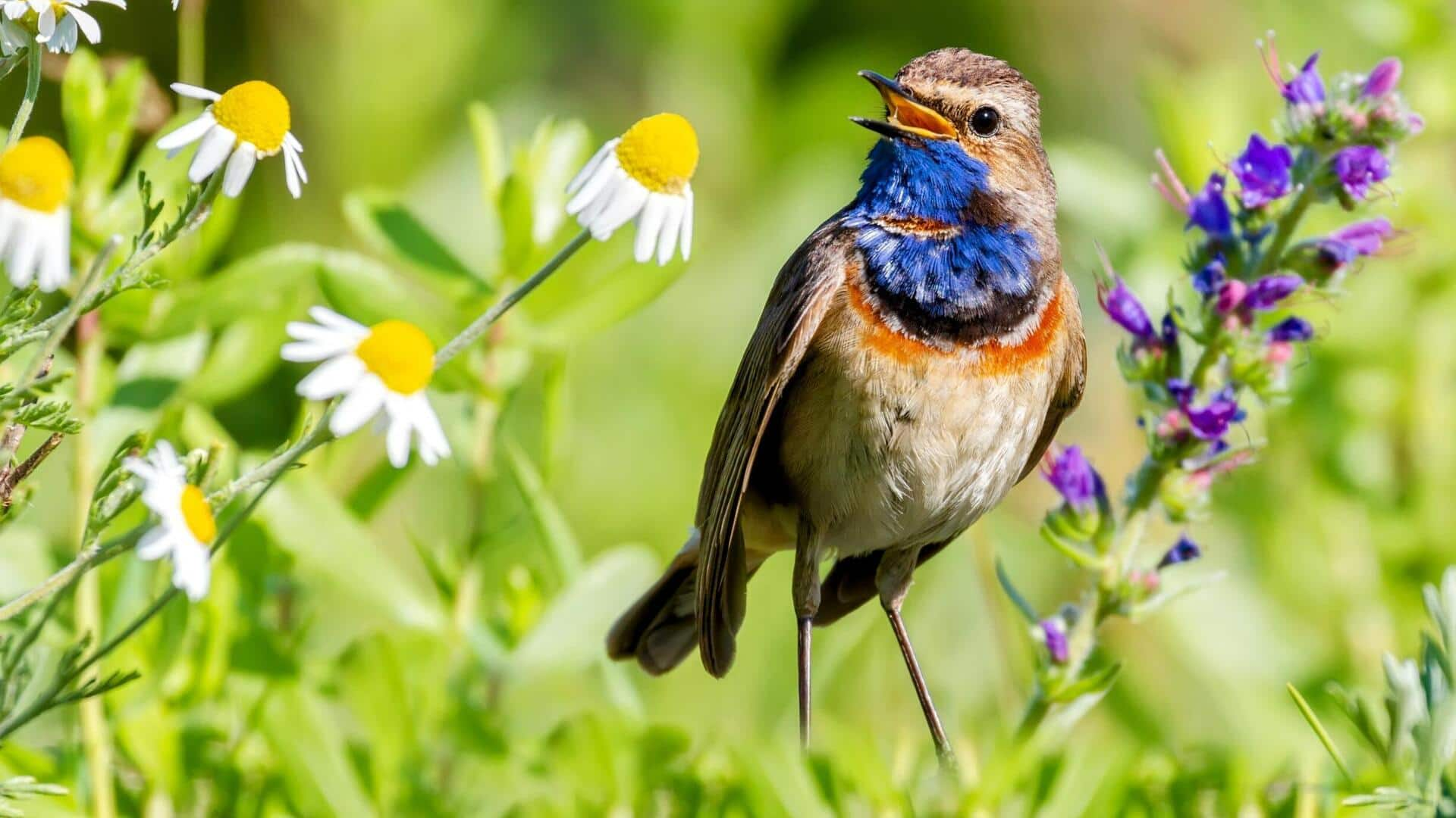 Listen up! Here's why birdsongs are essential for your well-being