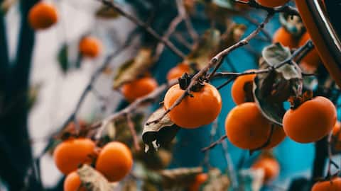 Make persimmons more exciting with these 5 chutneys