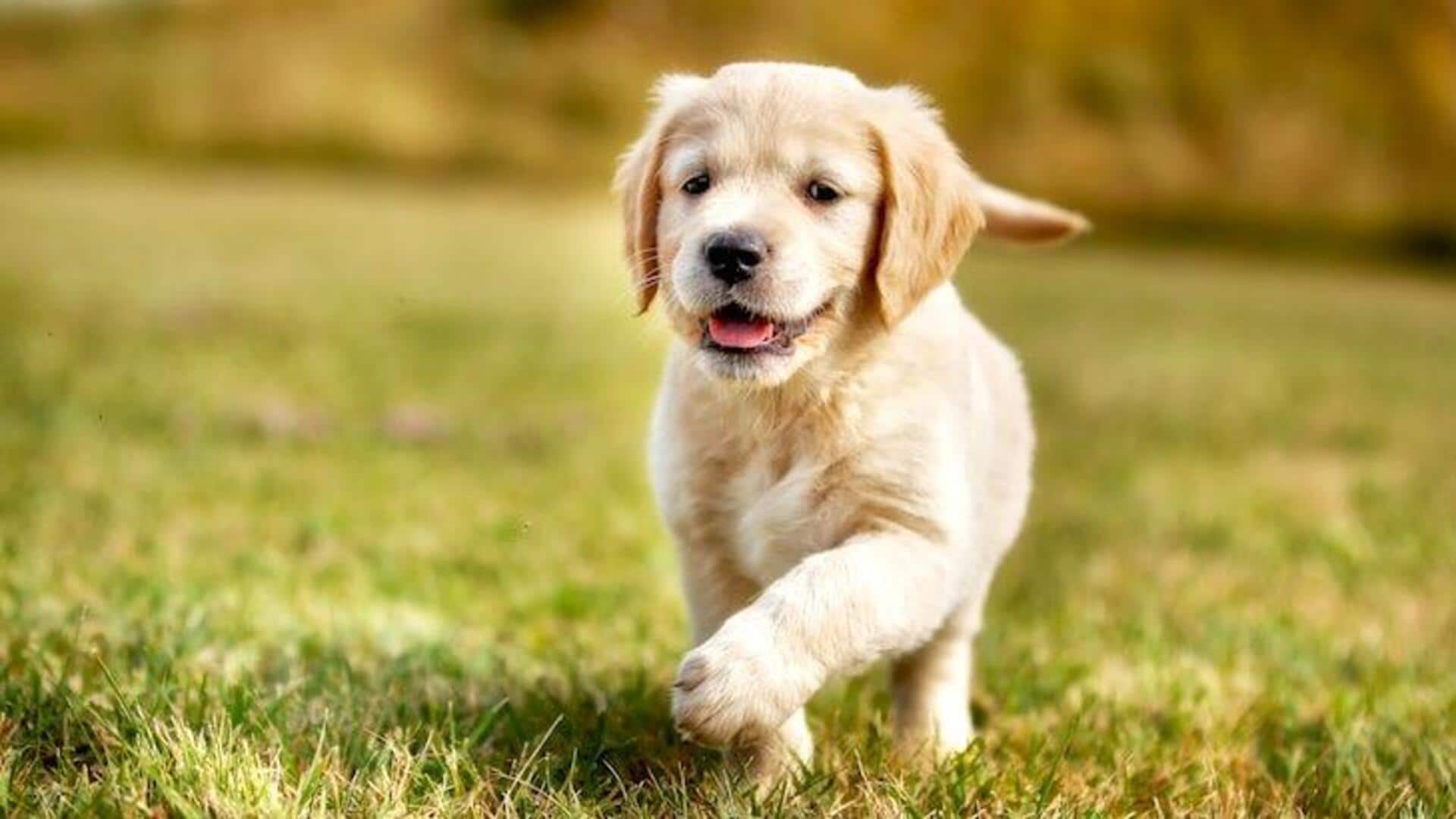 Golden Retriever homecare tips: Food, grooming, exercise, training, and more