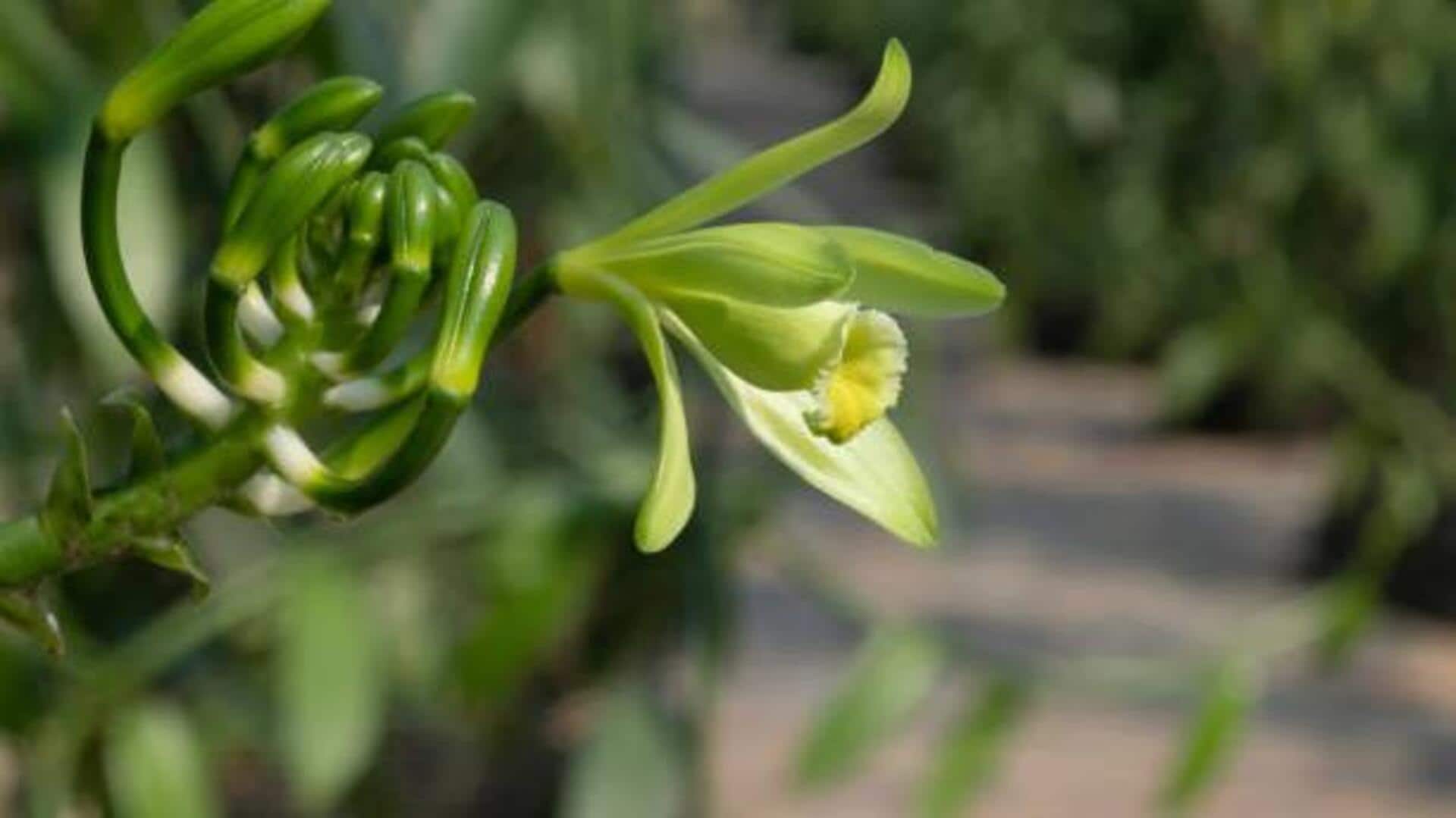 Grow your own vanilla: Here's how 