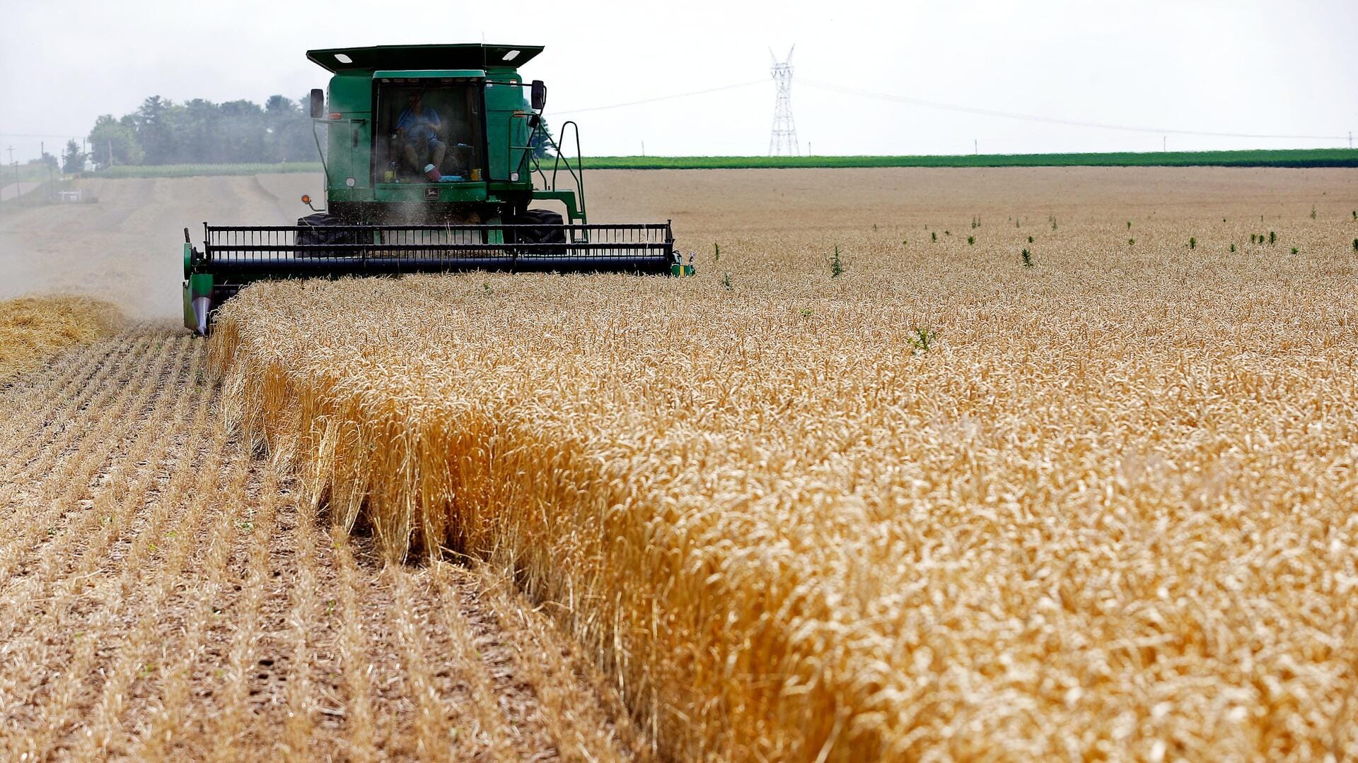 Rising CO2 levels may alter wheat proteins, affecting human health