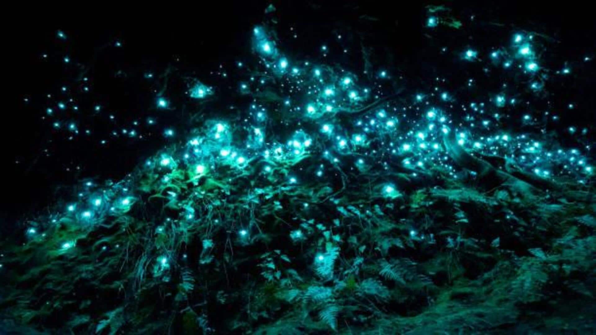 Visiting New Zealand? Don't miss these glowworm caves