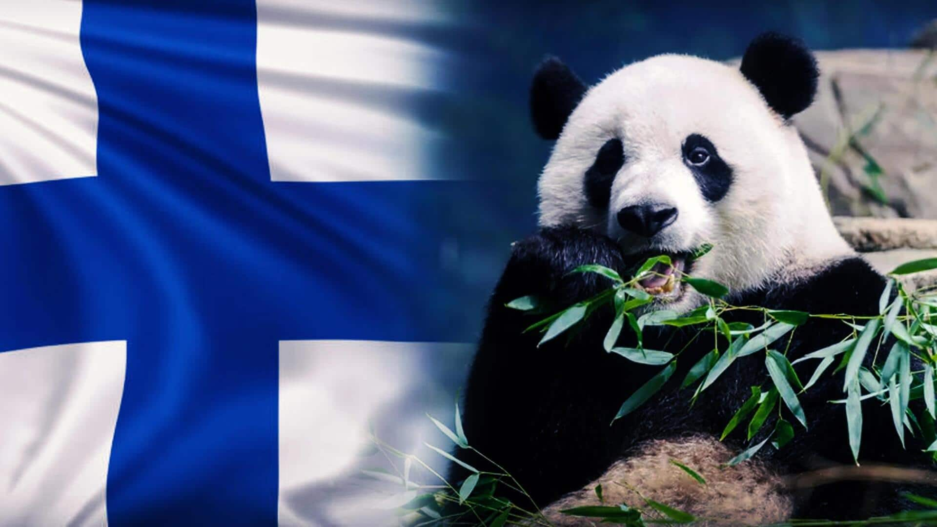 Finnish zoo to return pandas to China amid financial woes