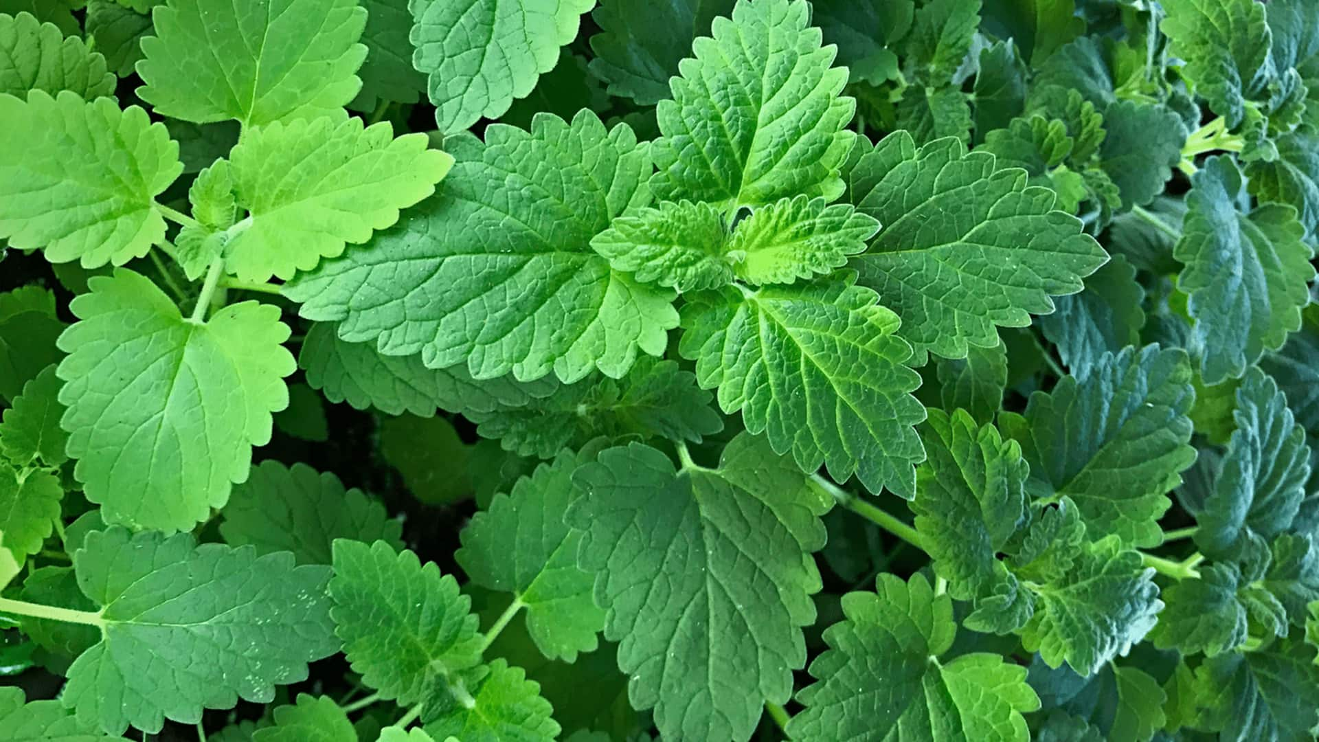 Charismatic catnip: Easy herb-growing insights