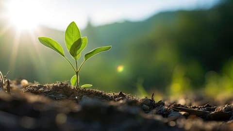 How to use rice water as plant fertilizer