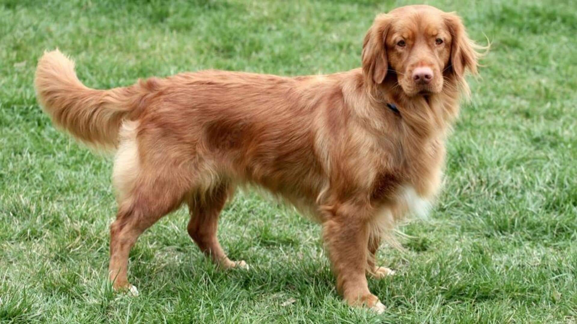 Tips for managing your Nova Scotia Duck Tolling Retriever's energy