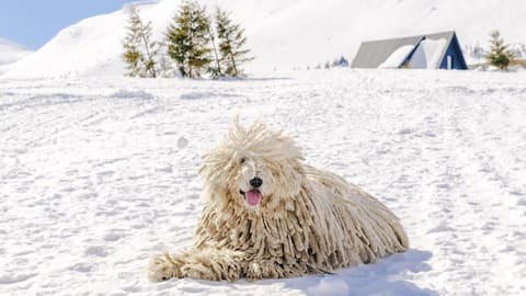 Tips to take care of your Komondor dog at home 
