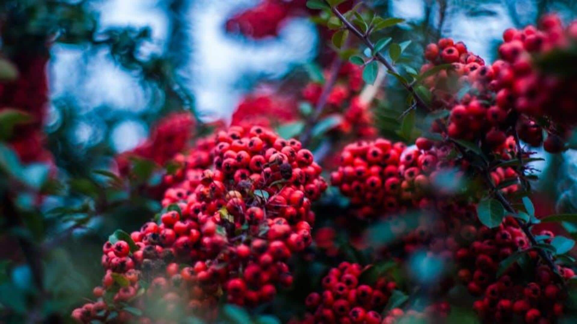 Indigenous berries in African vegan desserts