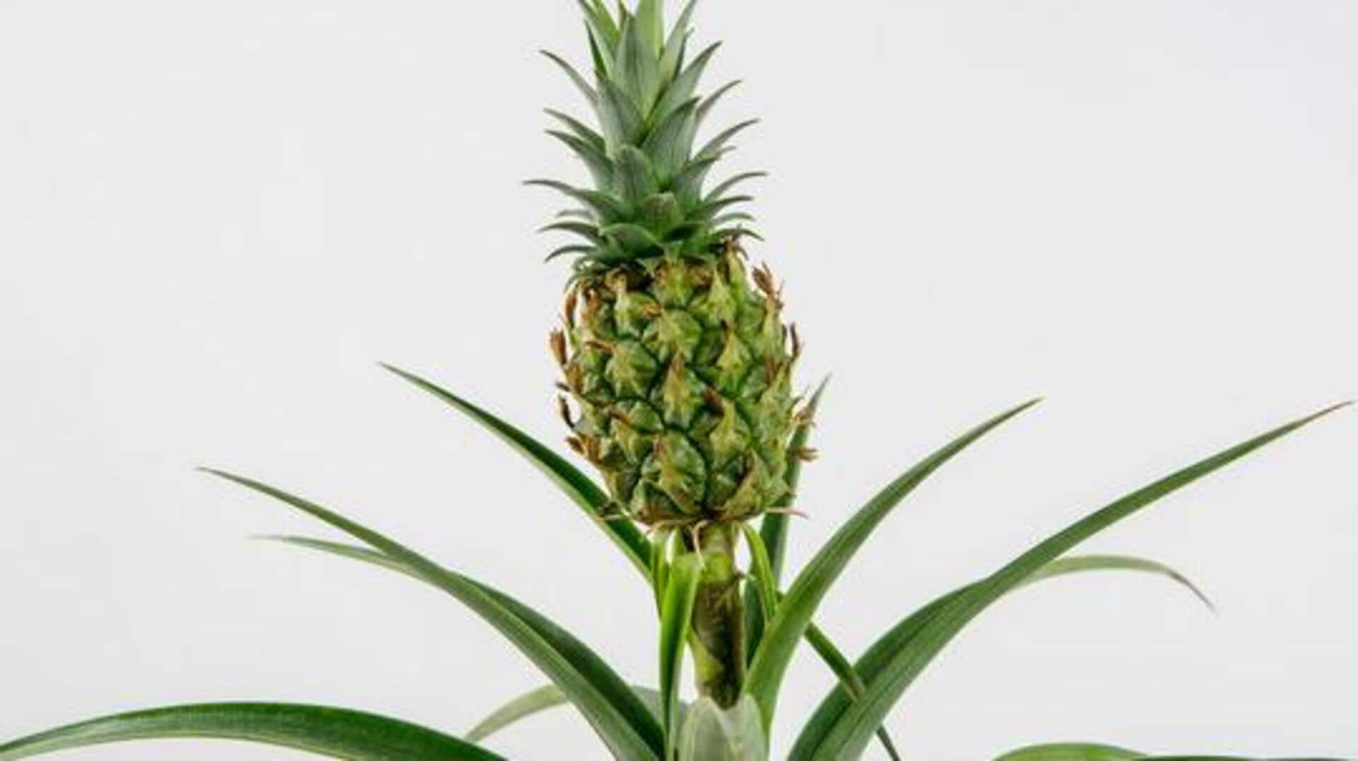 How to grow ornamental pineapples at home