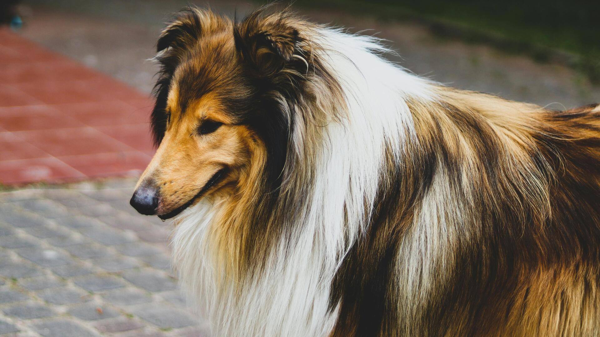 Essential grooming tips for Shetland Sheepdogs