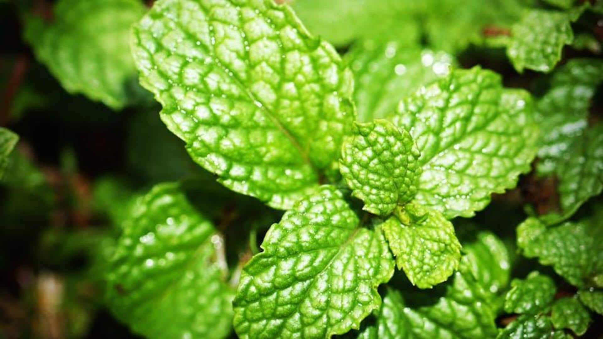 How peppermint leaves make your drinks healthy 