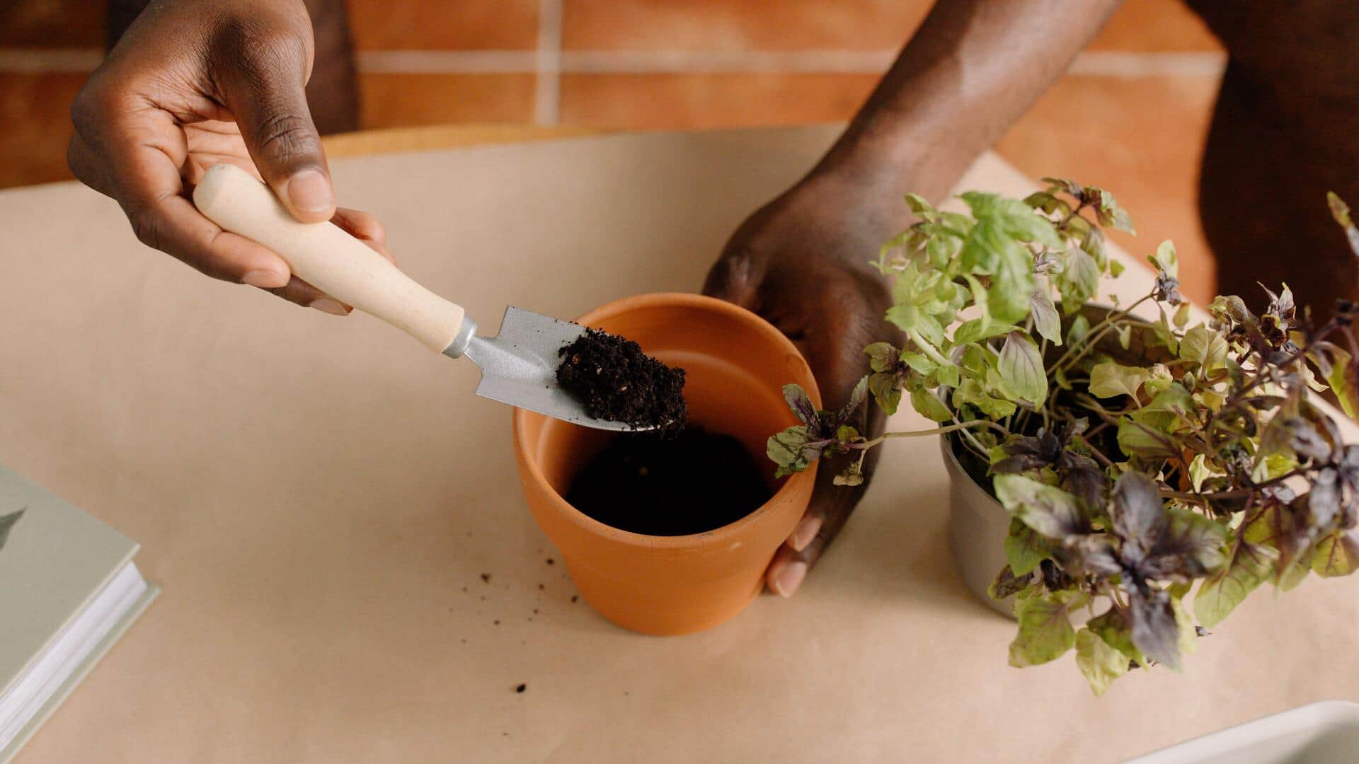 The easy guide to growing herbs at home