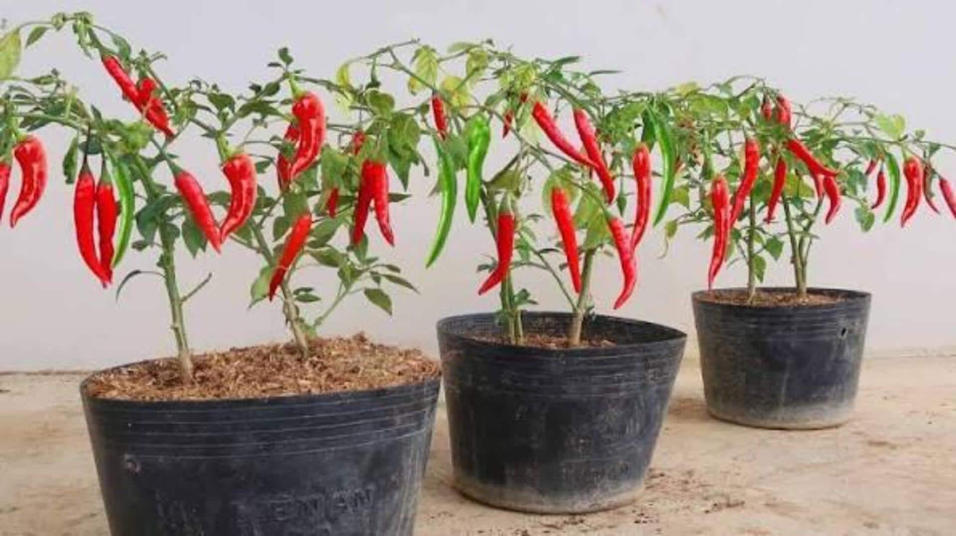 How to grow Thai chili in pots