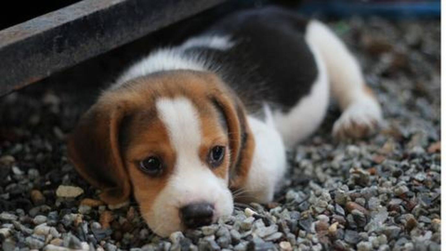 Canine parvovirus Canine parvovirus