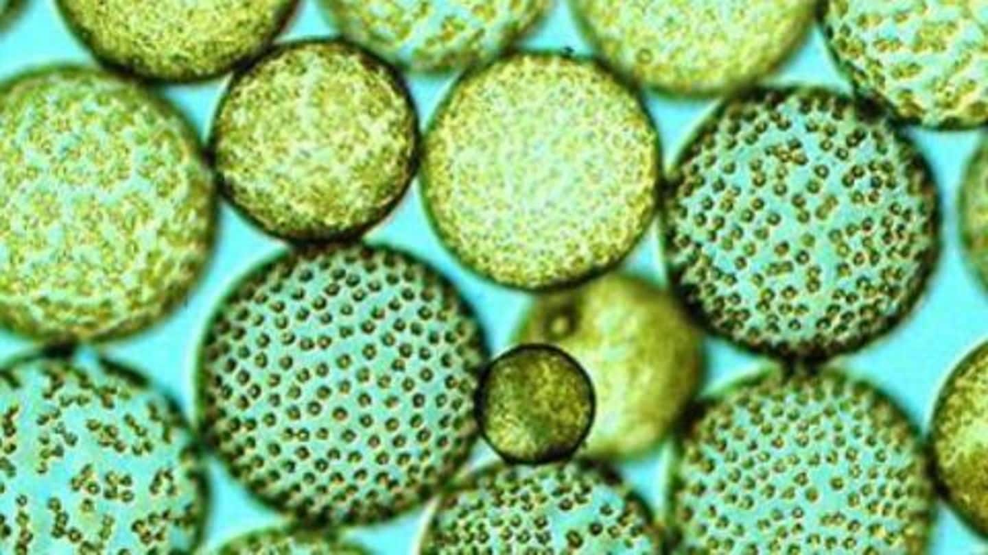 The astounding skin benefits of algae