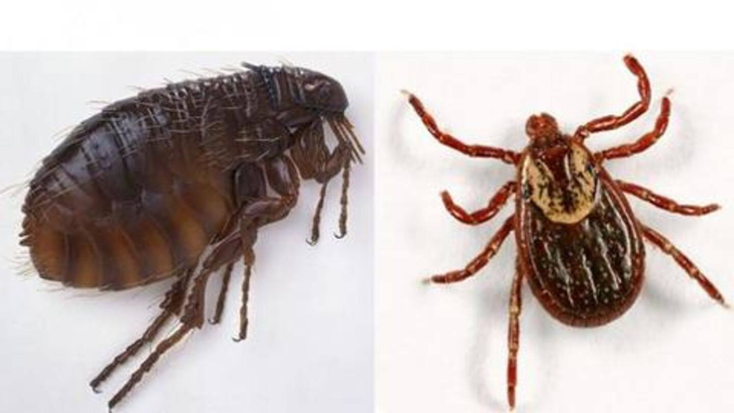 Citrus repels blood-sucking ticks and fleas Citrus repels blood-sucking ticks and fleas