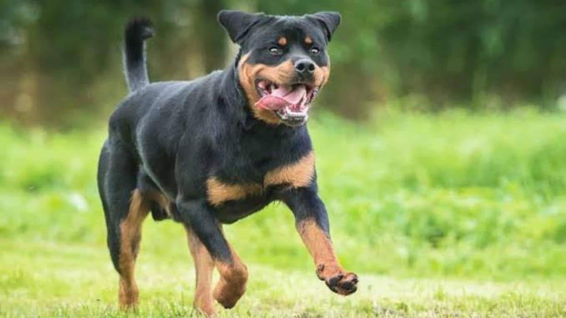 Stepmom allegedly unleashes 103-pound Rottweiler on beau's 9-year-old daughter