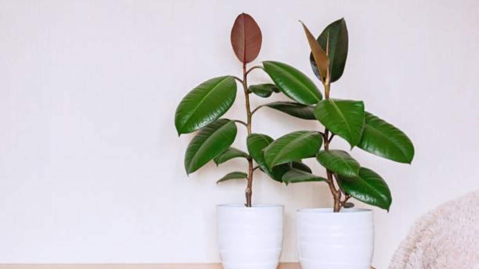 How to grow a rubber plant indoors