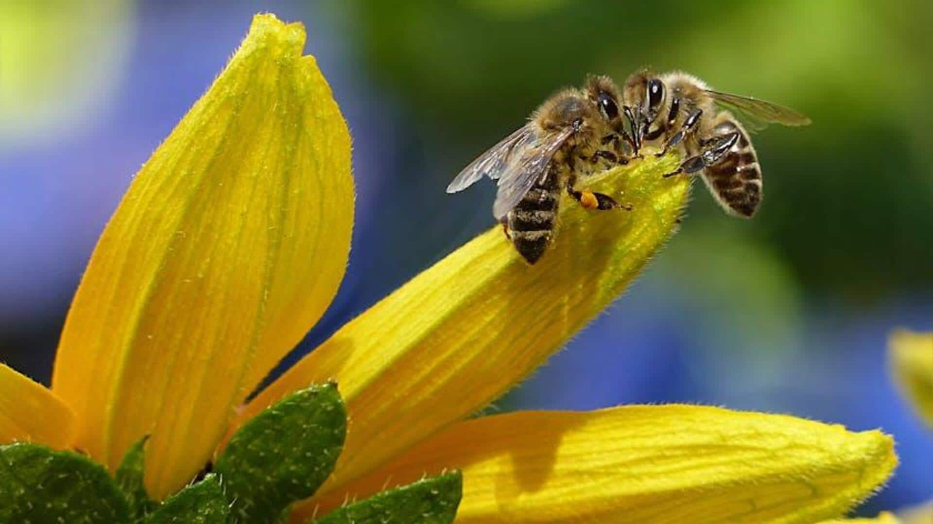 For beekeepers: You can avail these customized loans 