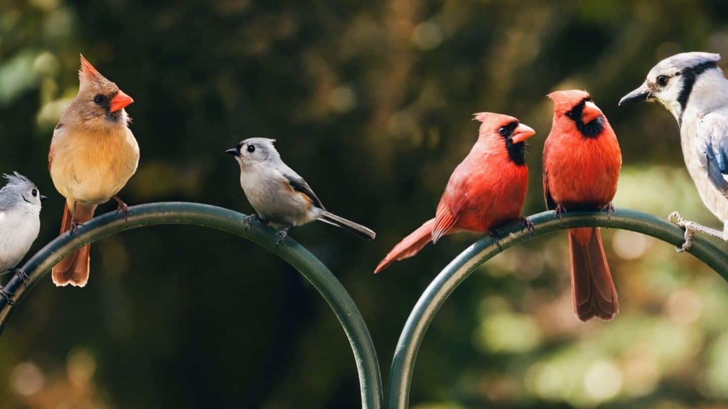 AI might have finally decoded singing of birds