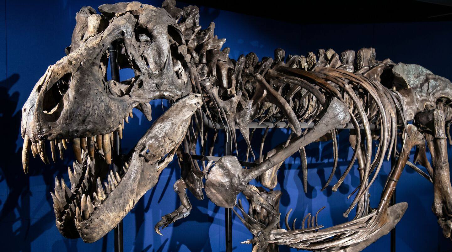 We finally know why T. rex had small arms