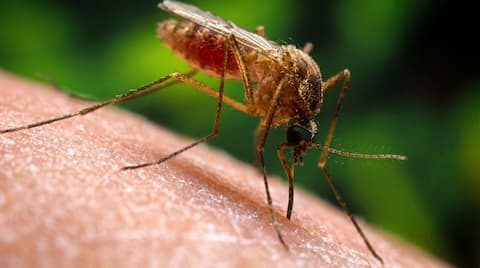 Why Google may release 32M lab-bred mosquitoes in Florida, California