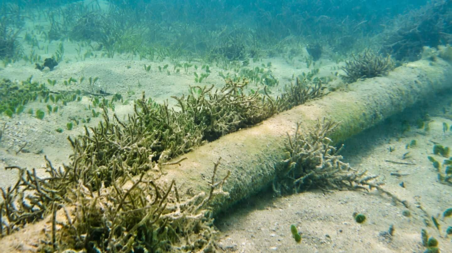 These Chinese robots can detect cables buried under seabed