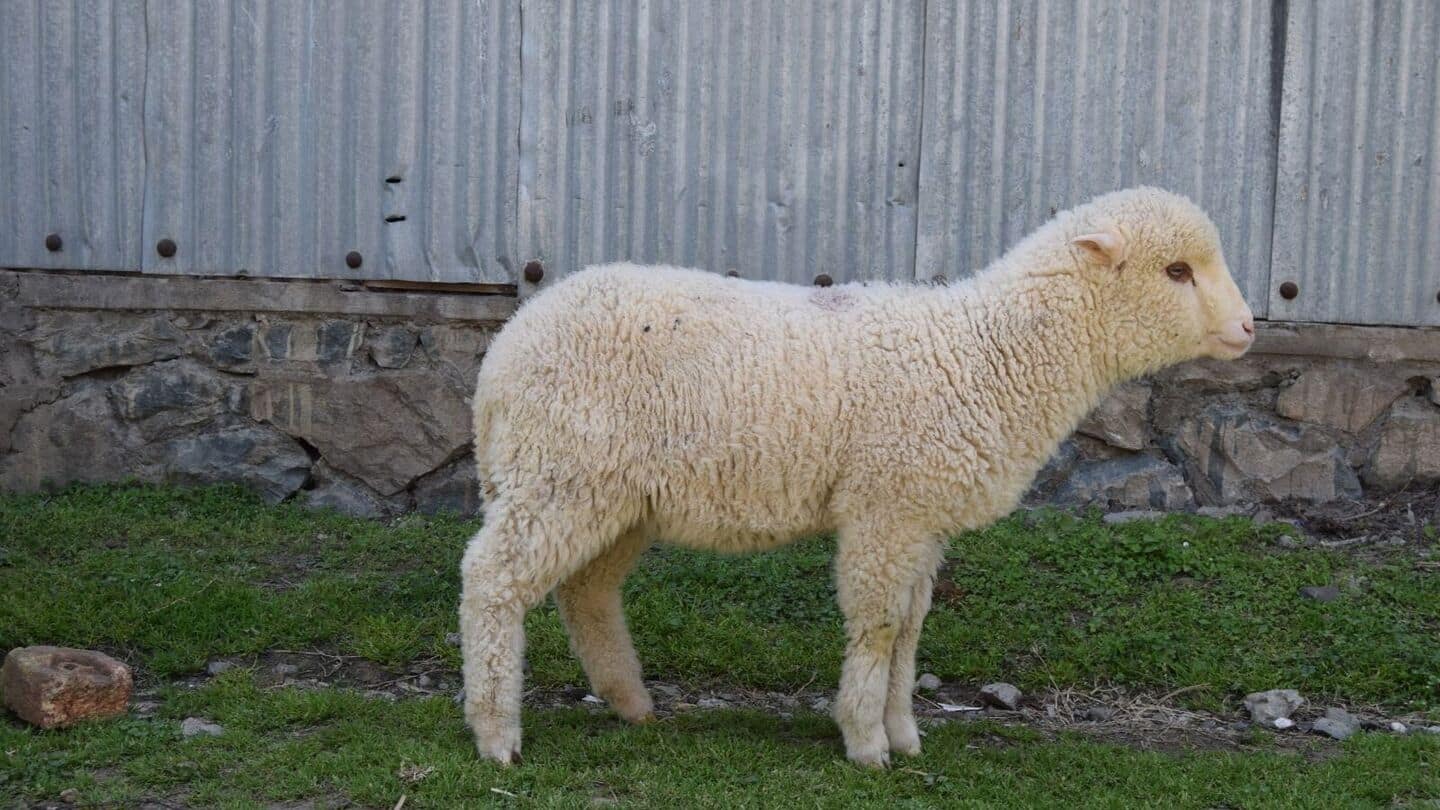 India's 1st gene-edited sheep created using CRISPR in Kashmir India's 1st gene-edited sheep created using CRISPR in Kashmir