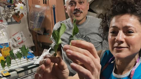 Indian-origin astronaut Anil Menon harvests kale, wasabi mustard on ISS