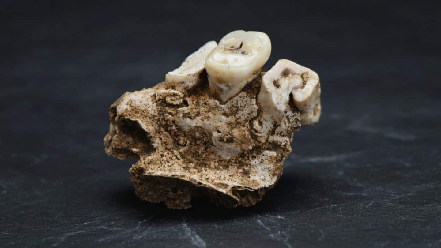 Humans started using psychoactive drugs around 25,000 years ago