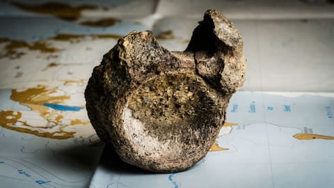 This is the 1st-ever dinosaur bone found in Antarctica