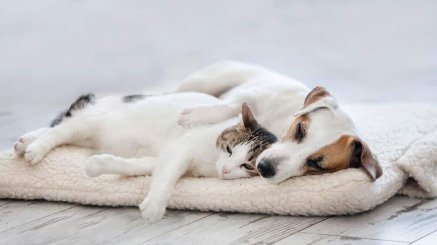 Why owning dogs, cats is good for your mental health Why owning dogs, cats is good for your mental health