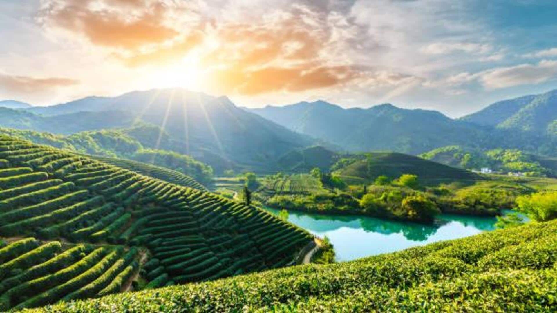 Asia's most ancient tea gardens: A list Asia's most ancient tea gardens: A list