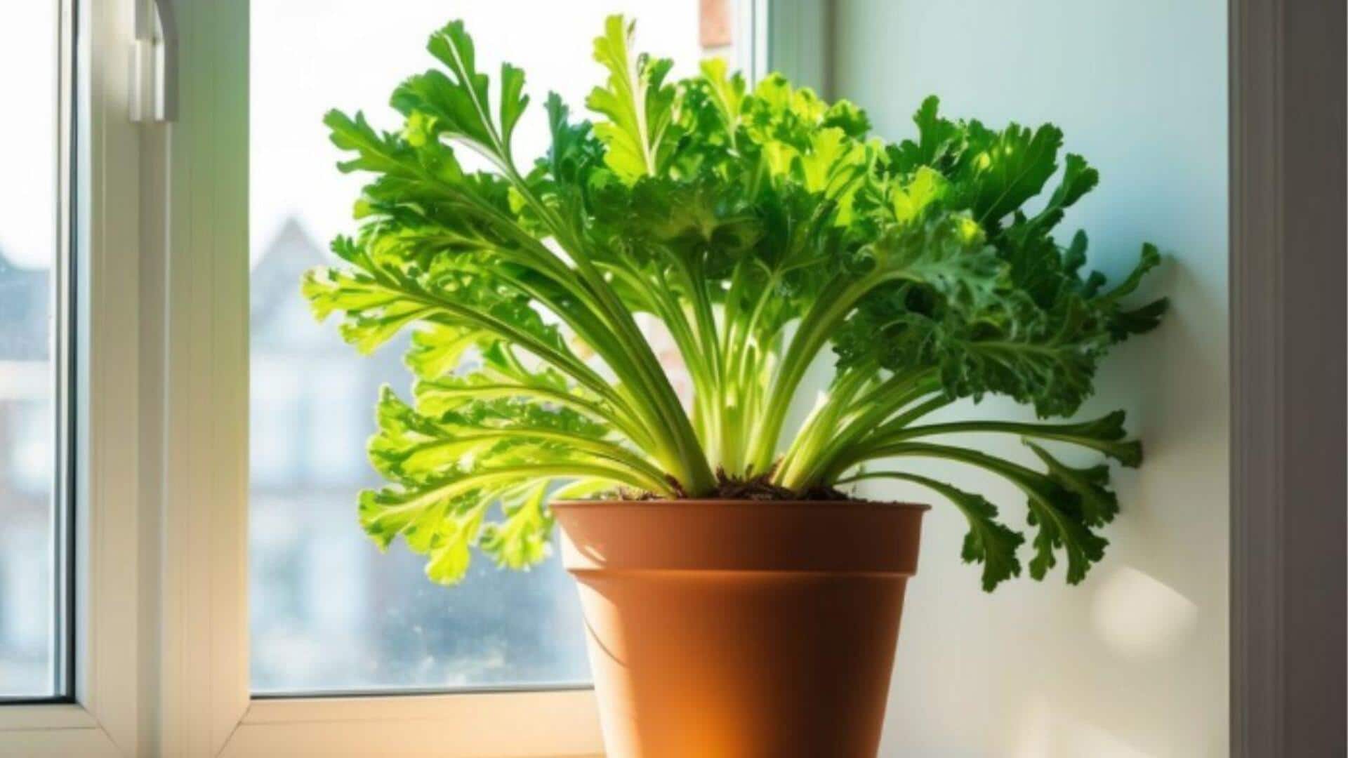 How to grow chicory indoors with hydroponics all year round