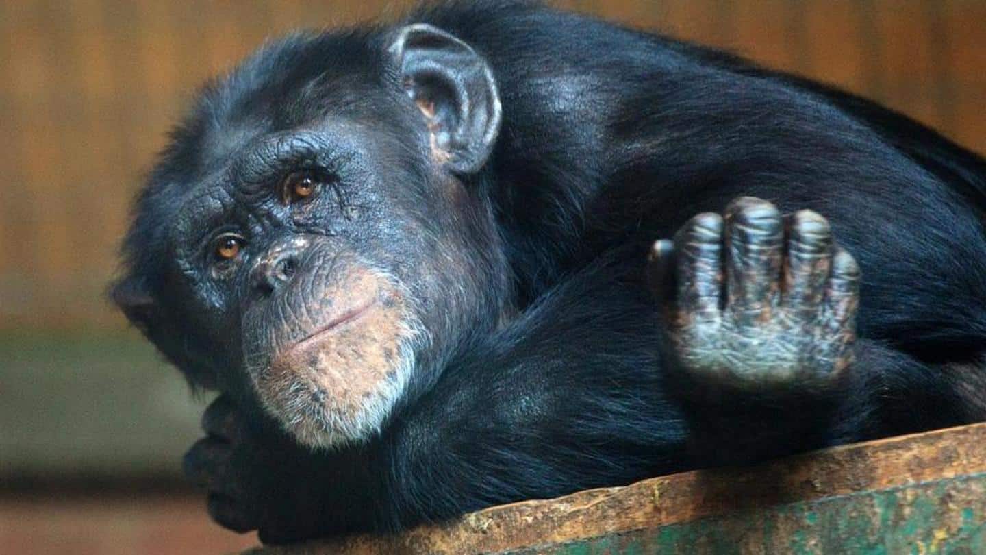 Study reveals why humans are smarter than other animals