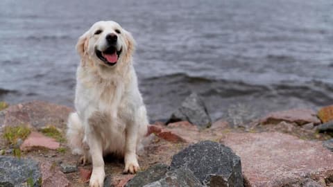 Tips to take care of your Golden Retriever at home