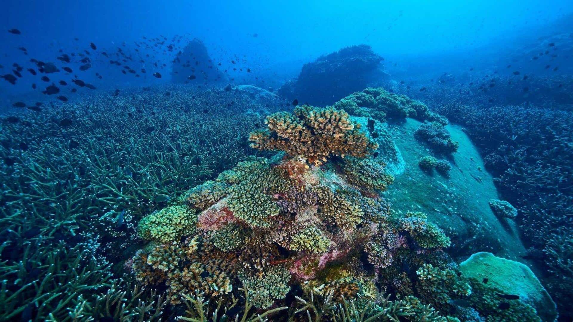 India's advanced underwater lab to catalog deep-sea flora and fauna